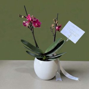Orquídea S